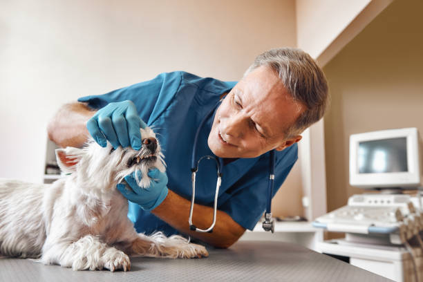Best After-Hours Emergency Dentist in Elmira, NY